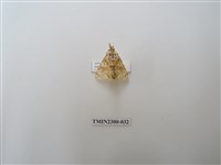 藏品(波斑毒蛾)的圖片